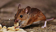 24 Hour & Emergency Exterminators in Lake Mathews, CA
